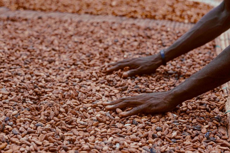 Ghana Cocoa Beans A - Image 1