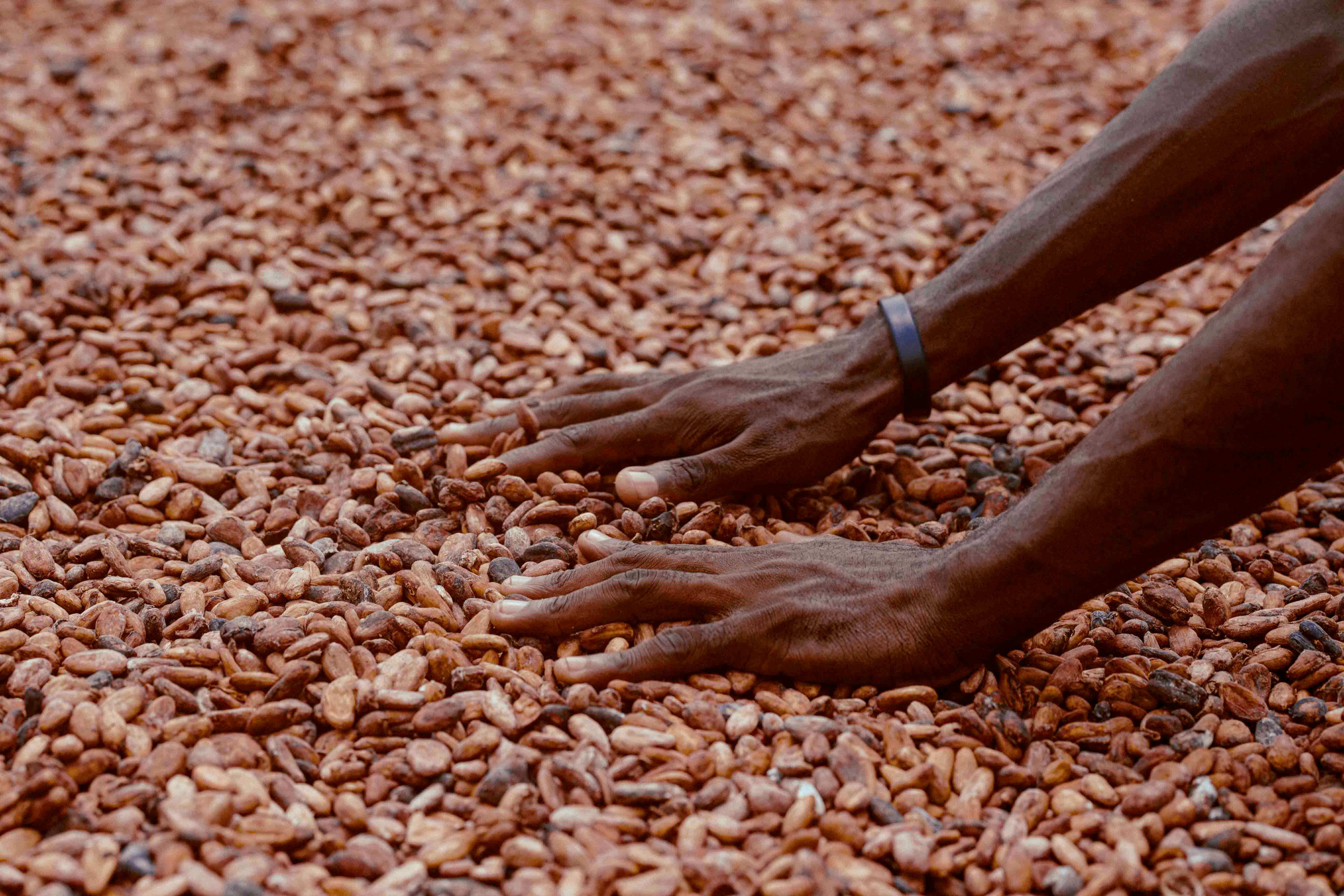 Hands sorting cocoa beans in Ghana