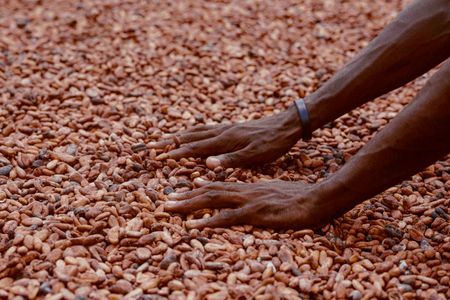 Hands sorting cocoa beans in Ghana