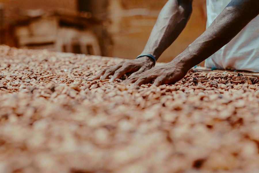 Close-up of a farmer's hands sorting cocoa beans