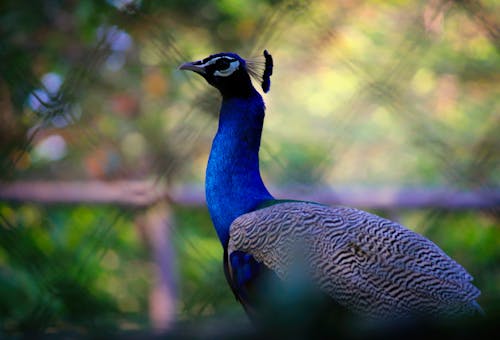 Free Peacock Standing Near Chain-link Fence Selective Focus Photography Stock Photo