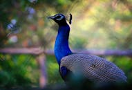 一只令人惊叹的孔雀在户外展示着彩虹色的羽毛，充满活力的细节被捕捉到