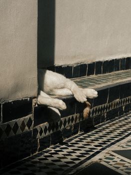 A dog's paws relax on a tiled step, casting a shadow in a Moroccan courtyard.