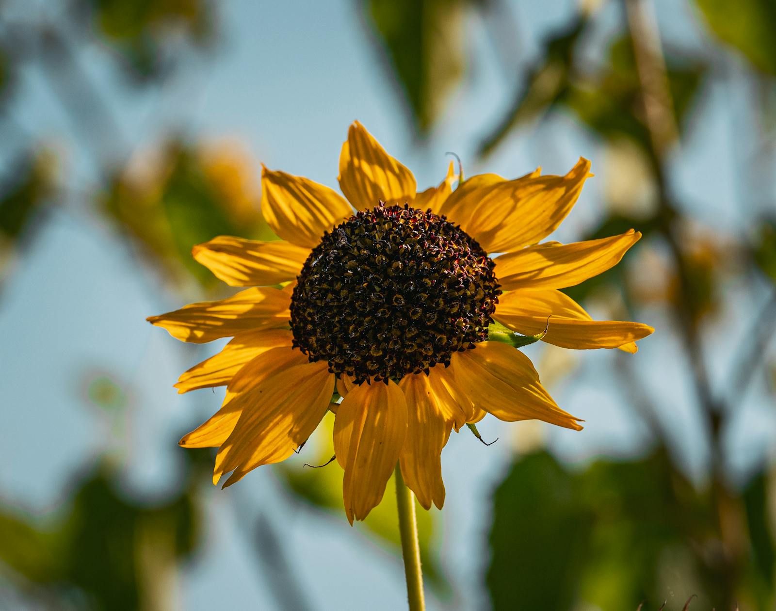 Free Download Jpg Images Photos Download The BEST Free Free Download