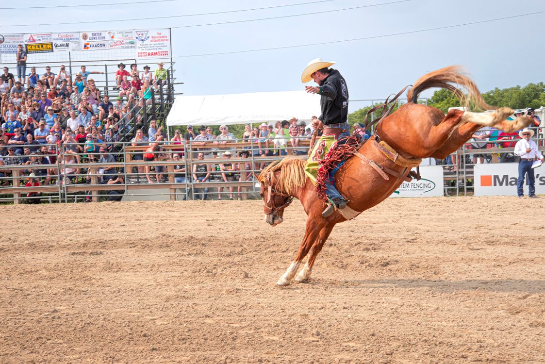 Still Hoarse And Rodeo Rider Image Exciting Rodeo Cowboy Riding Bucking Horse · Free Stock Photo