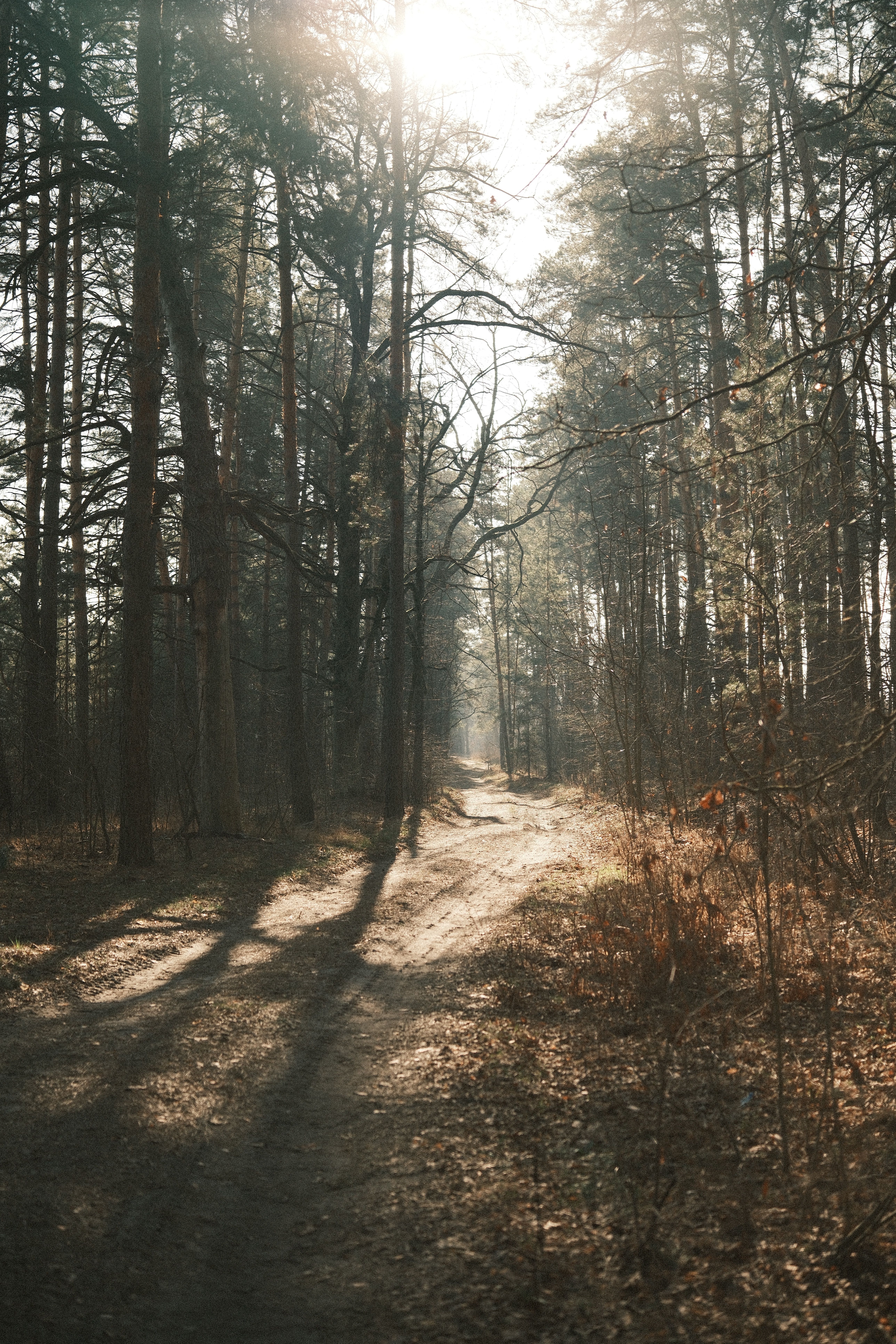 Serene Forest Path in Late Afternoon Sunlight · Free Stock Photo