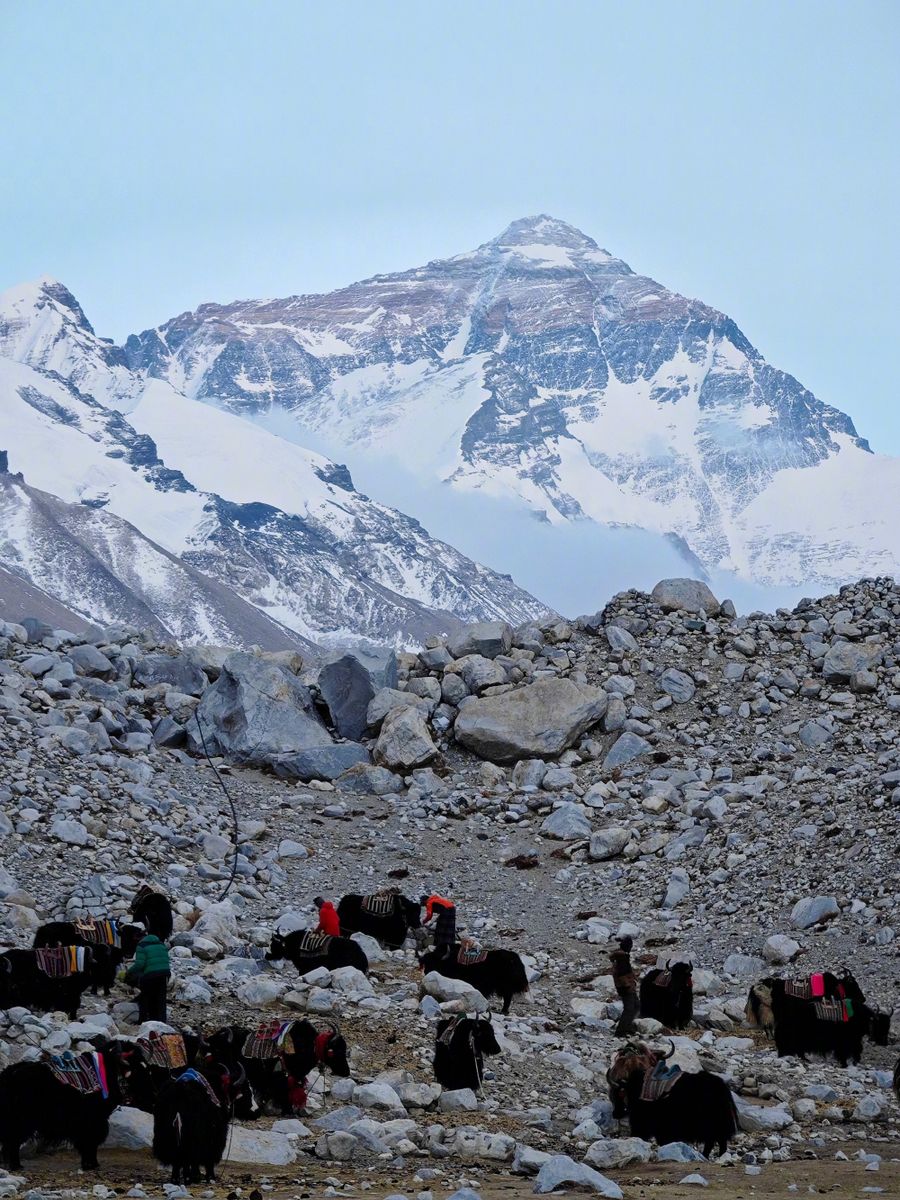 Yaks grazing near Everest Base Camp