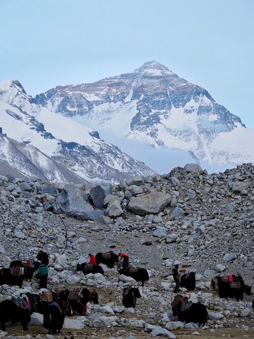 Free Herd of yaks grazing on rocky terrain with Mount Everest in the background, Nepal. Stock Photo