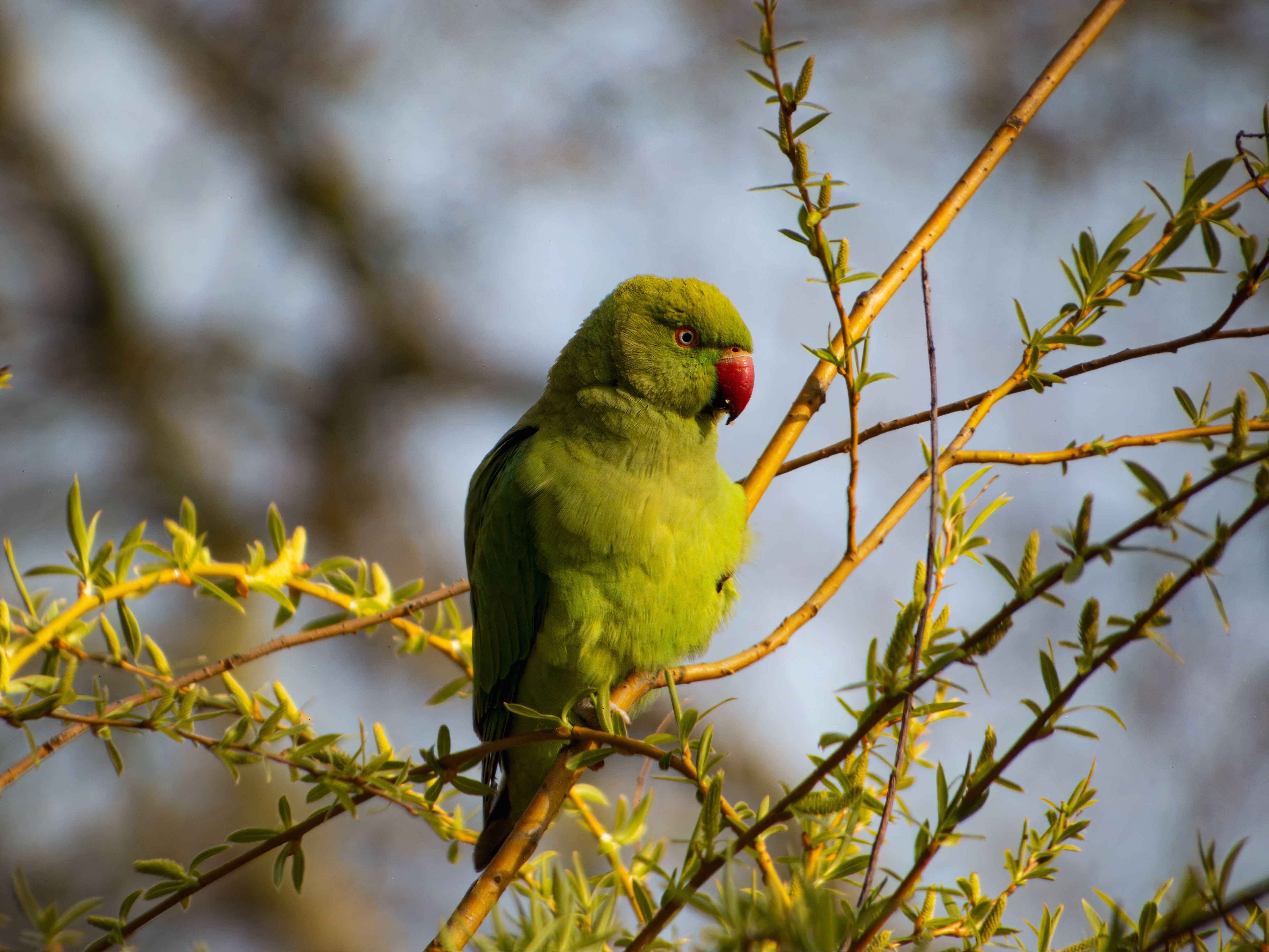 Vibrant Green Parrot on Springtime Branch · Free Stock Photo