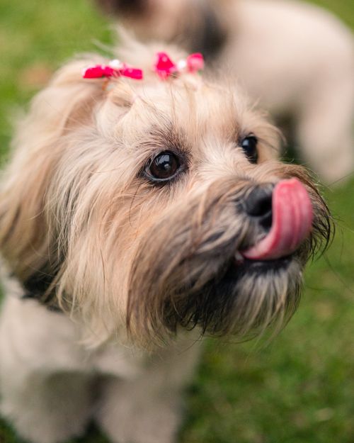 Free Cute dog with a pink bow licking its nose in a sunny outdoor setting. Stock Photo