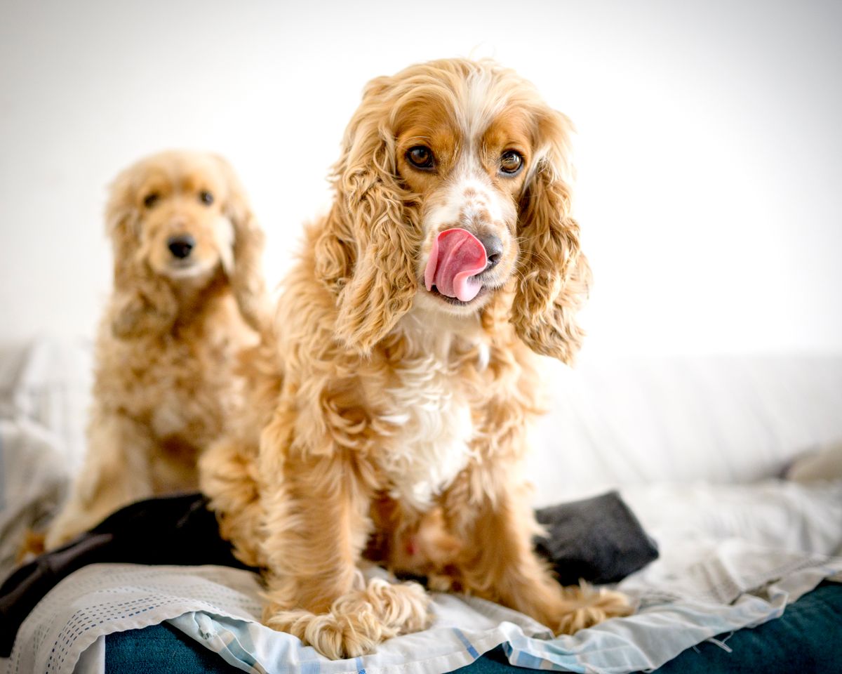 Cocker spaniel – hundras