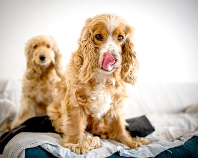Cocker spaniel – hundras
