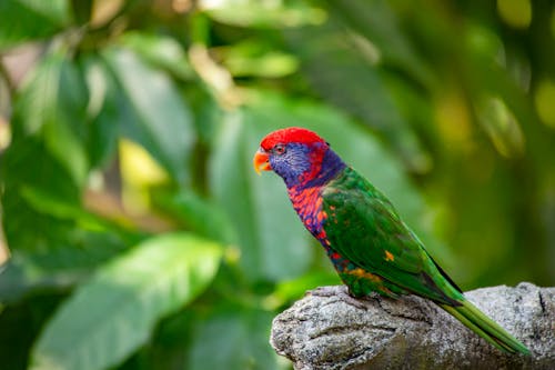 Gratuit Oiseau Vert Et Rouge Photos