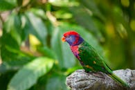 一只色彩鲜艳、充满活力的鹦鹉栖息在绿叶繁茂的树枝上