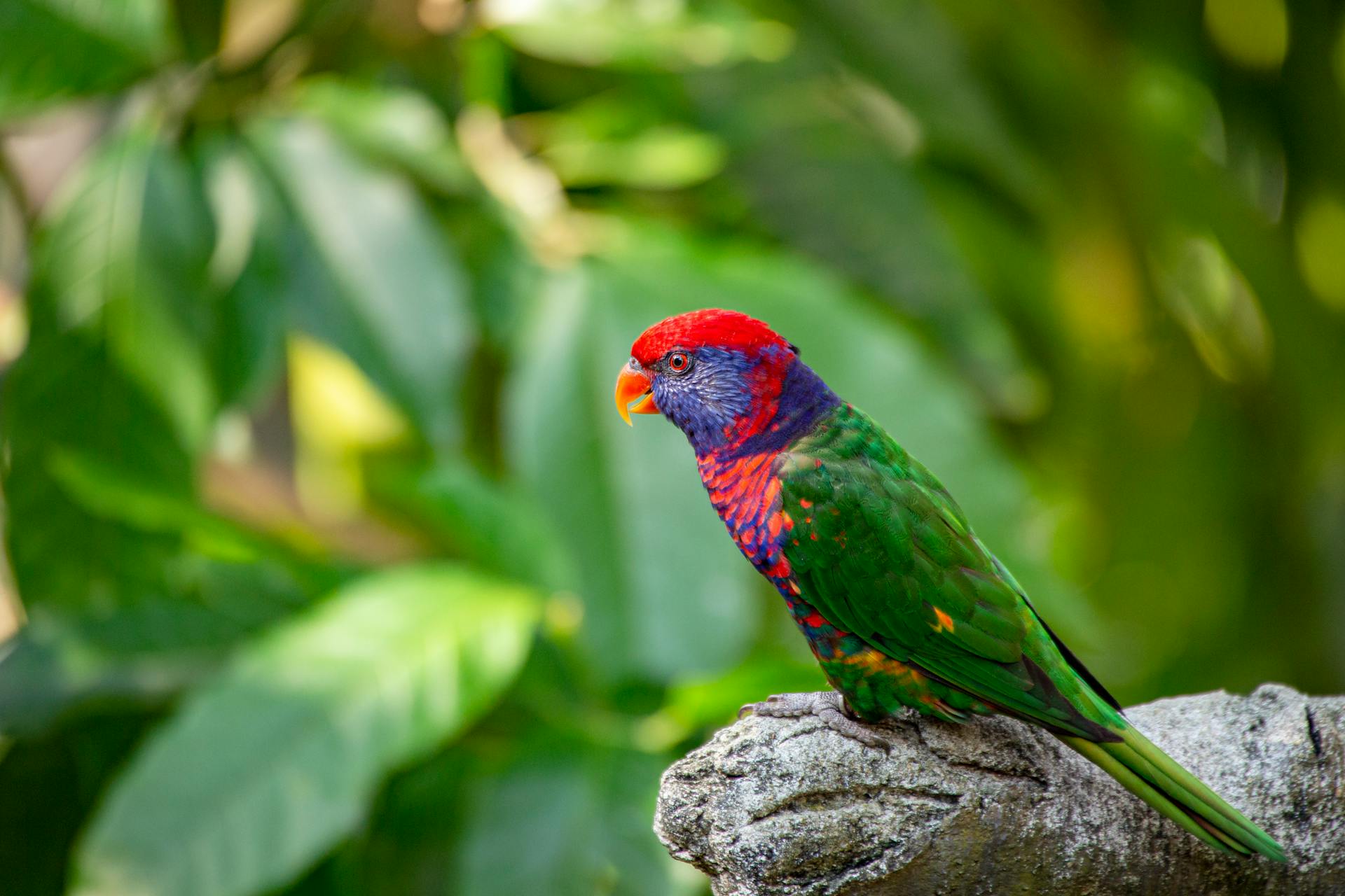 Vibrant parrot with striking colors perched on a branch amidst lush greenery.