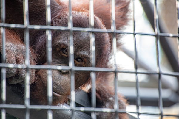 常见盆栽有哪些？名字图片对照看这里！-第6张图片-吾爱花网