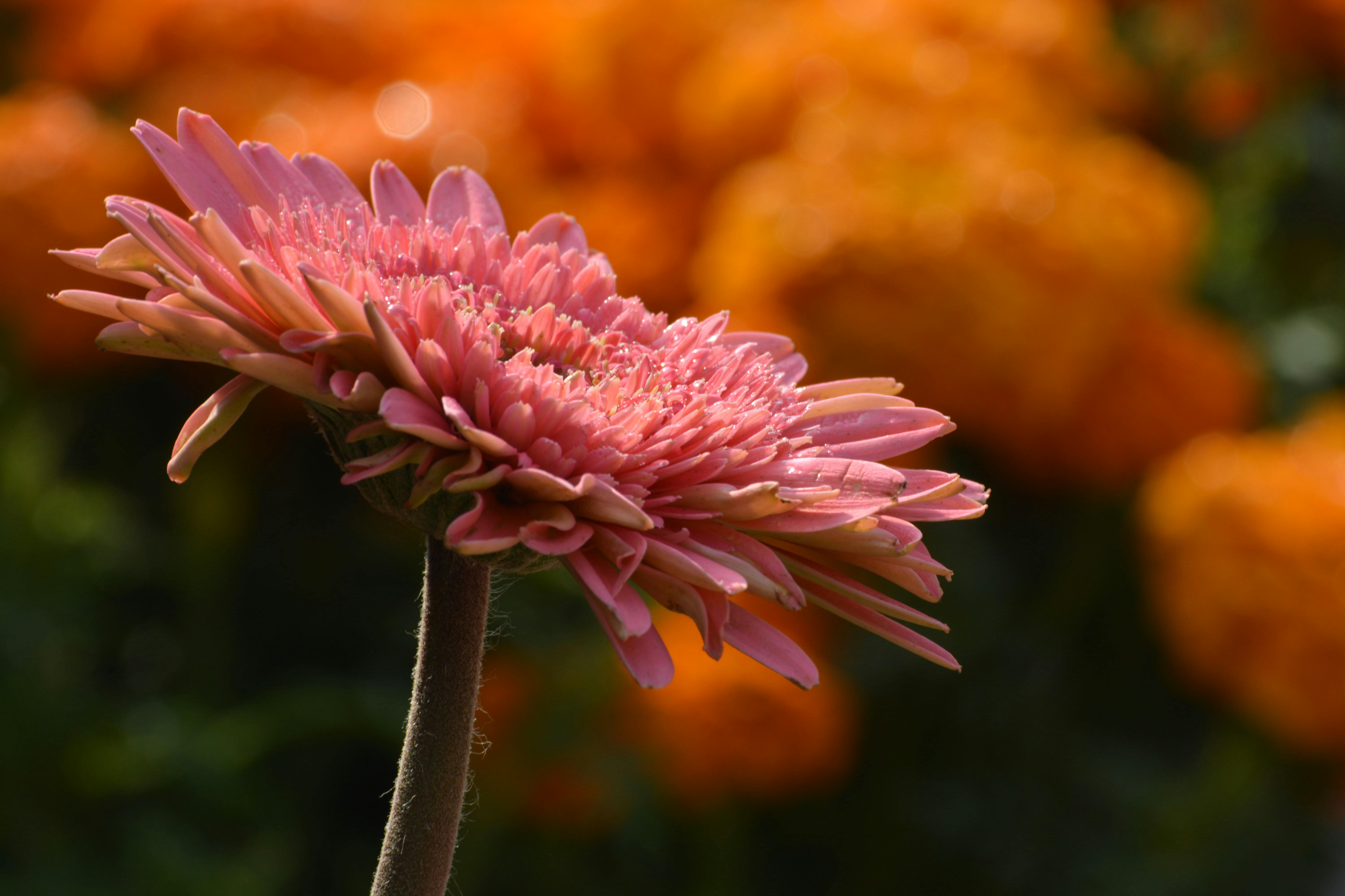[ColoSach]-vibrant-pink-gerbera-daisy-stands-out-against-a-blurred-background-of-orange-flowers,-captured-in-new-delhi's-botanical-gardens.