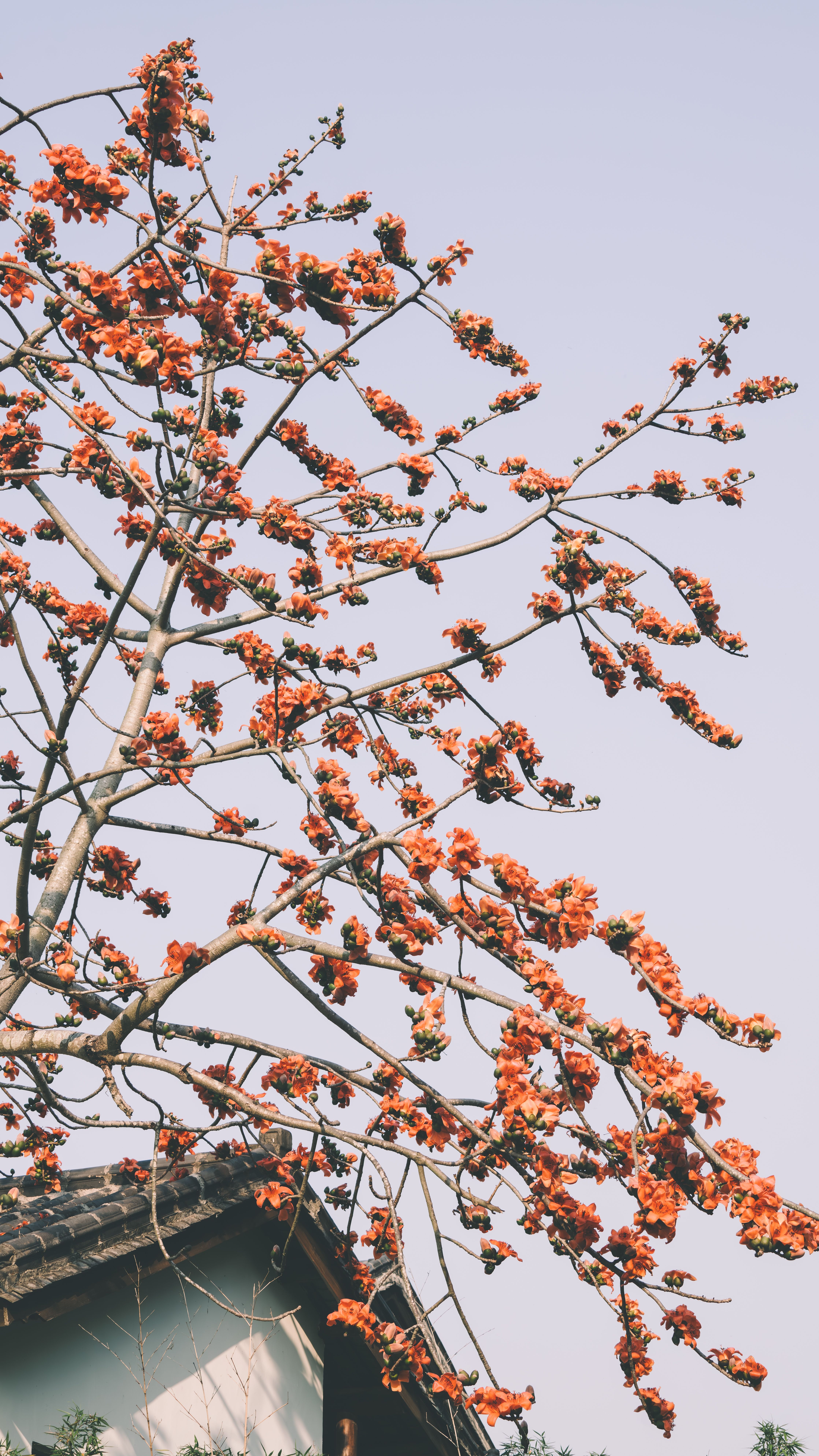 Vibrant Spring Blooming Tree Against Blue Sky · Free Stock Photo