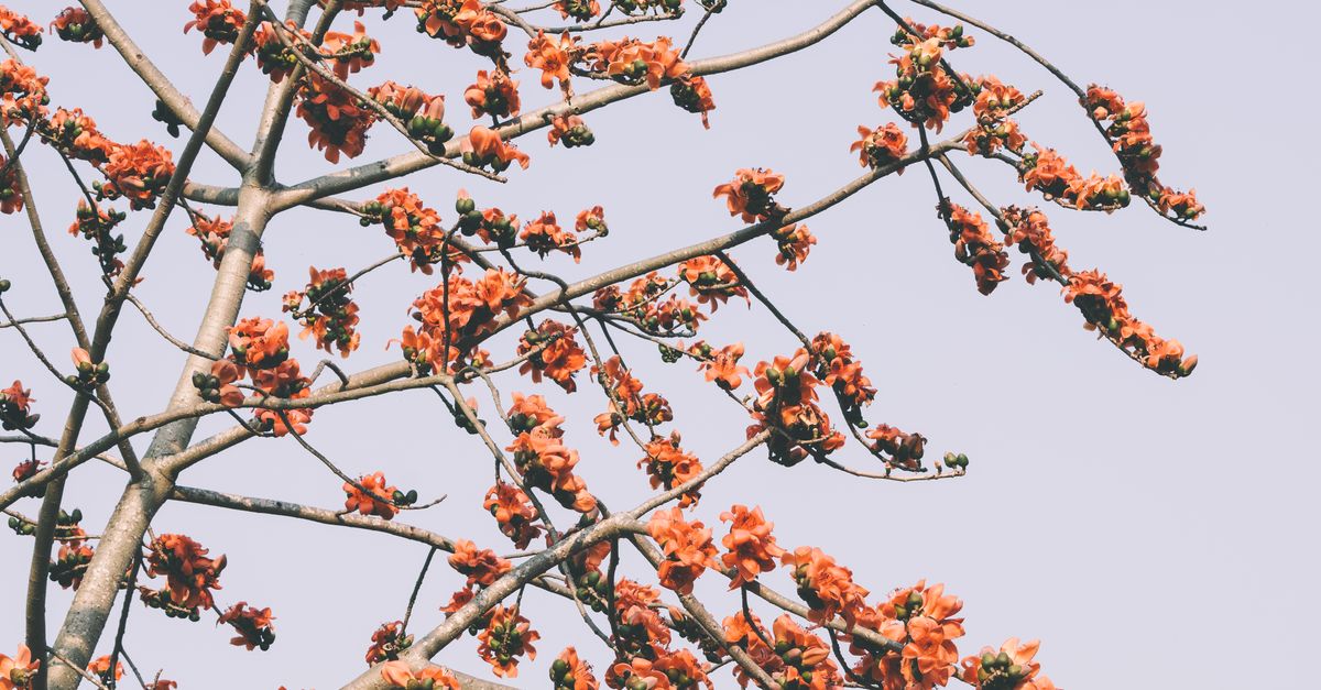 Spring Bright Tree Vibrant Spring Blooming Tree Against Blue Sky · Free Stock Photo