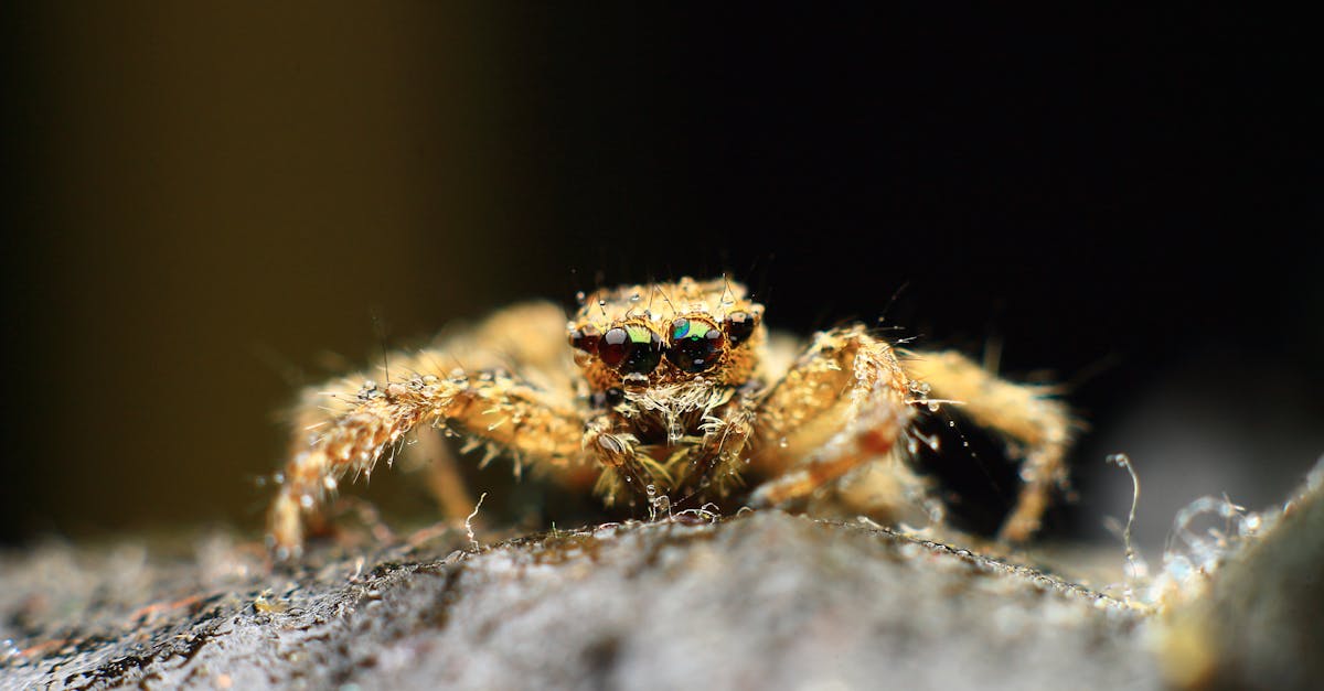 Photo by Ritam karmakar Detailed macro capture of a jumping spider showcasing its vibrant eyes and hairy body.