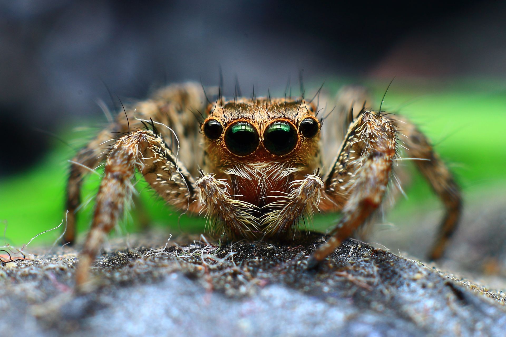 Macro shot of a jumping spider showcasing its intricate details and natural environment.
