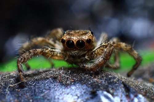 Free Closeup image of a brown jumping spider in nature showcasing its eyes and hairy body. Stock Photo
