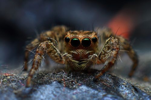 Free Detailed macro image of a fierce jumping spider highlighting its hairy body and green eyes. Stock Photo