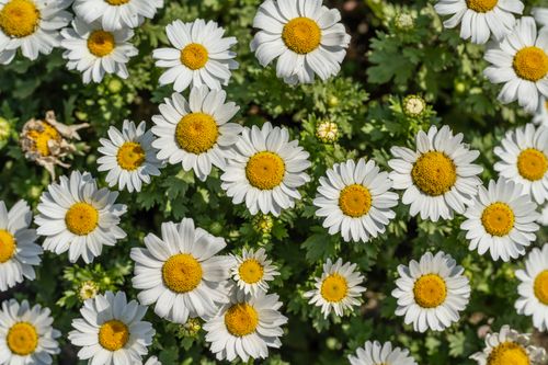Free A vibrant field of white and yellow daisies in full bloom, showcasing the beauty of spring. Stock Photo