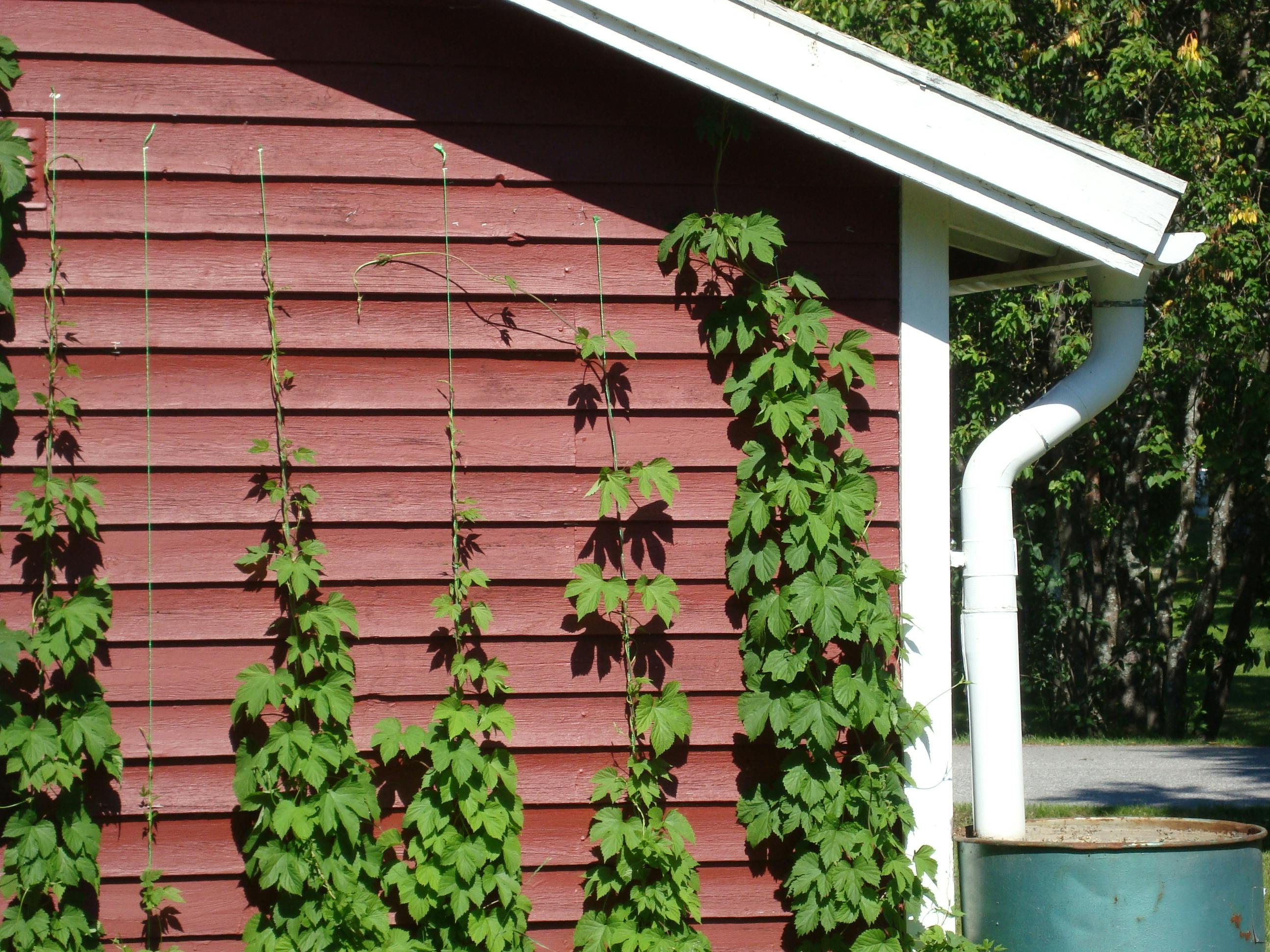 Gratis lagerfoto af humle, klatreplante, slyngplante