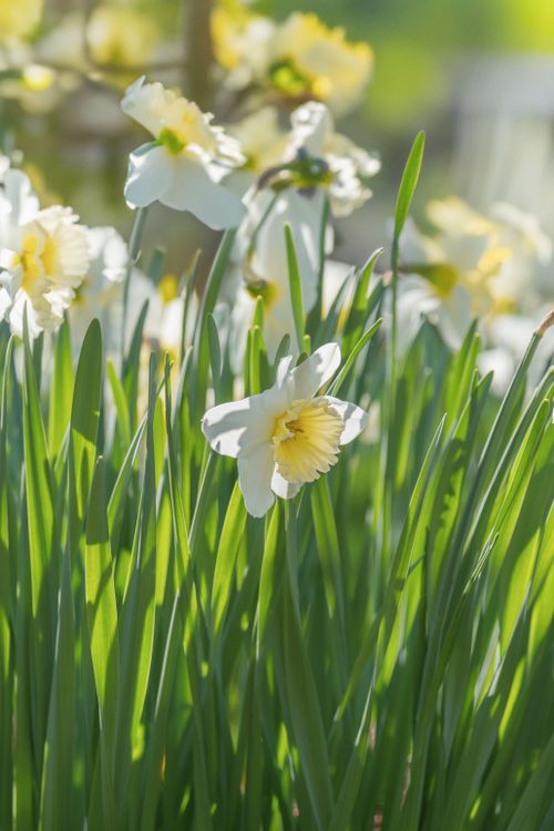 Free Bright white and yellow daffodils blooming in a spring garden. Stock Photo