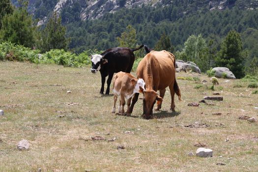 Three cows peacefully grazing in a mountain meadow surrounded by lush greenery.