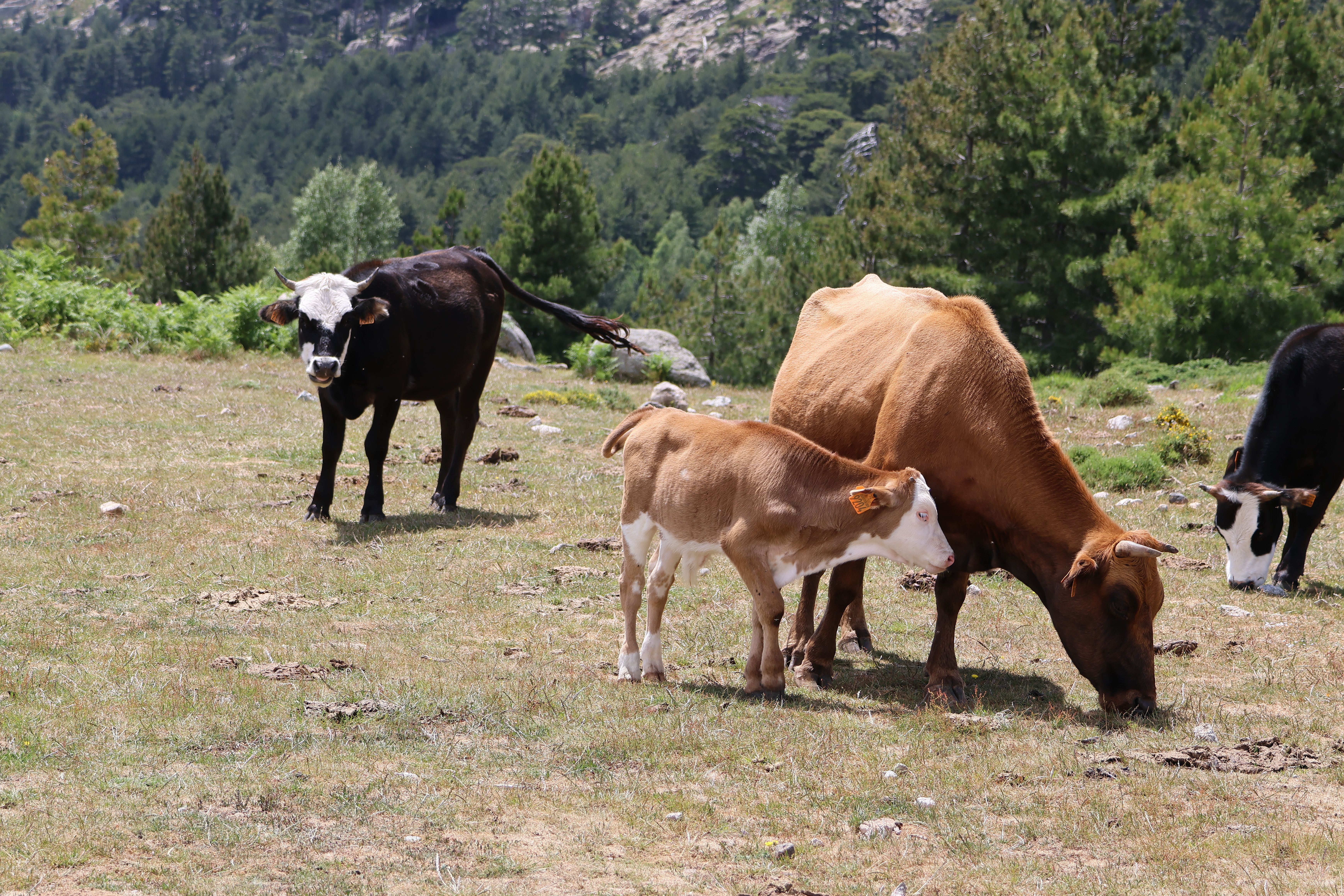 Pastoral Scene of Cows Grazing in Lush Meadow · Free Stock Photo