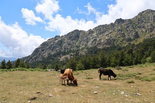 Free Cows grazing peacefully in a mountain valley with rugged cliffs and clear blue skies. Stock Photo