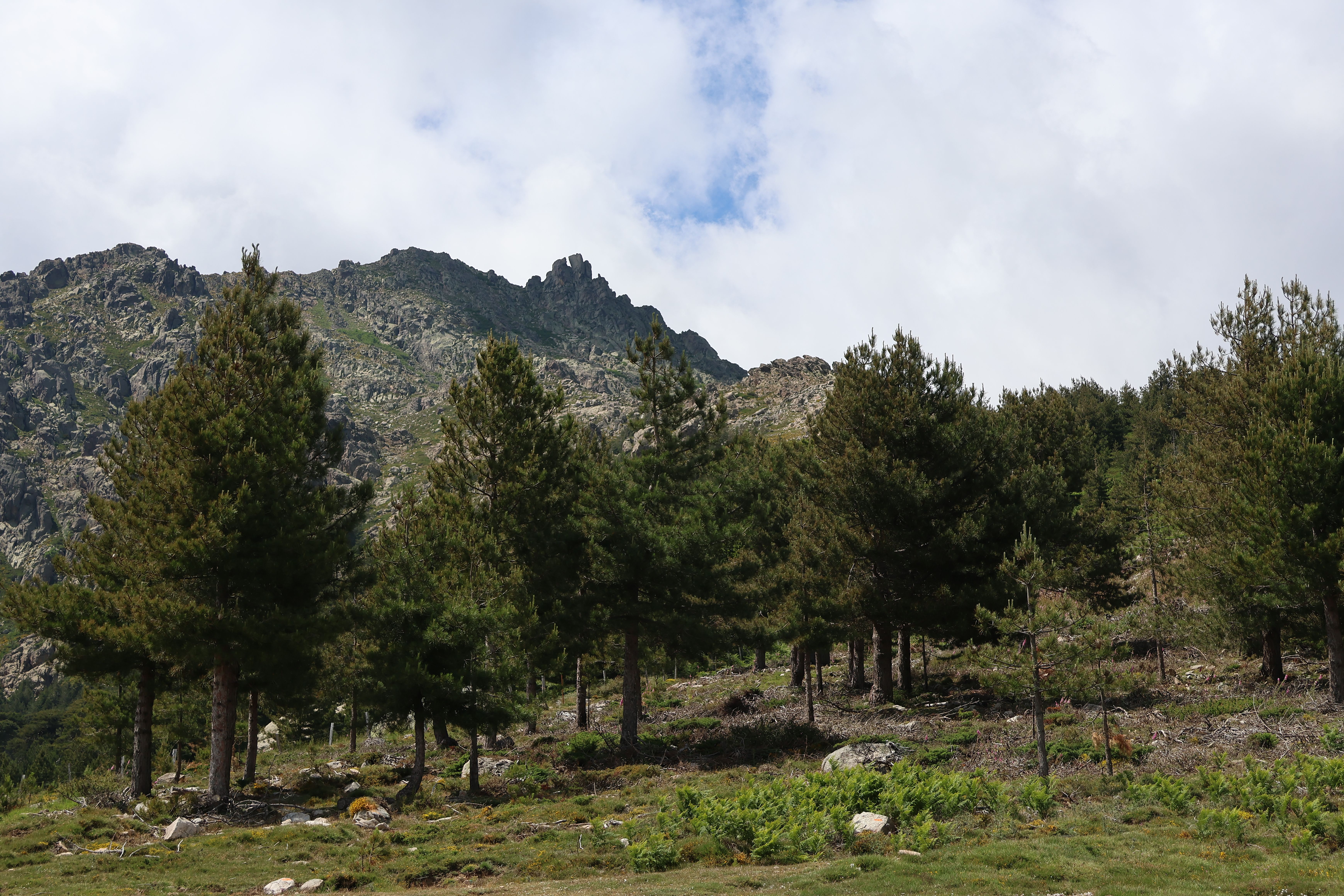 A lush forest with pine trees against a rocky mountain backdrop under a cloudy sky.