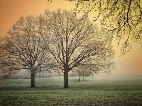 Frost-covered trees stand majestically in a misty winter morning landscape, evocative of serene beauty.