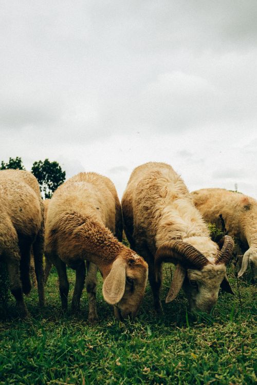 Free A flock of sheep grazing on a lush green pasture under a cloudy sky, depicting rural life. Stock Photo