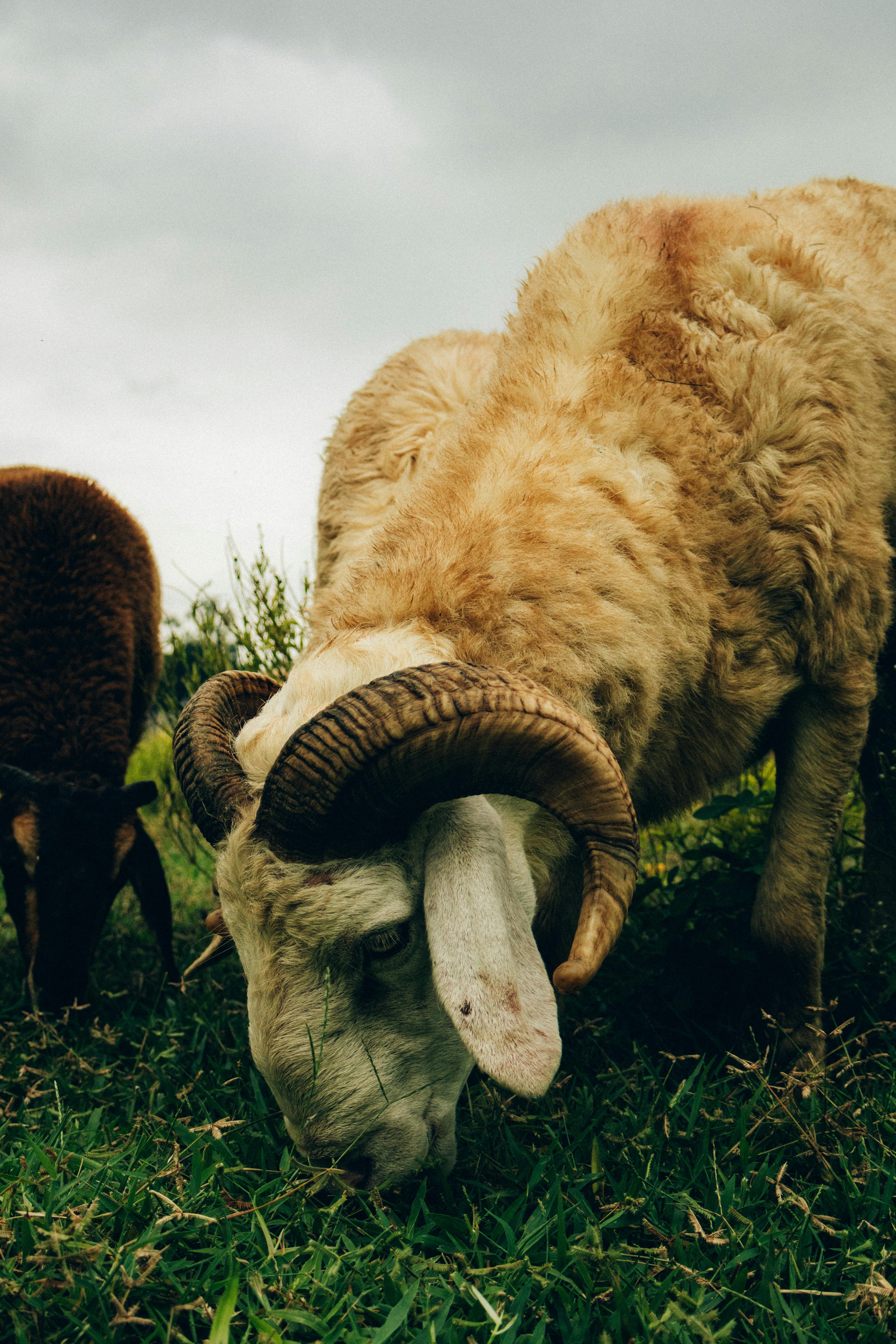 grátis Close de um carneiro com chifres curvos pastando em um pasto verdejante. Foto profissional