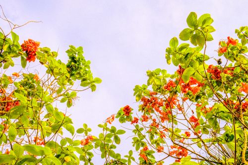 Free Bright orange flowers and lush green leaves stretch towards a clear blue sky, showcasing nature's vivid palette. Stock Photo