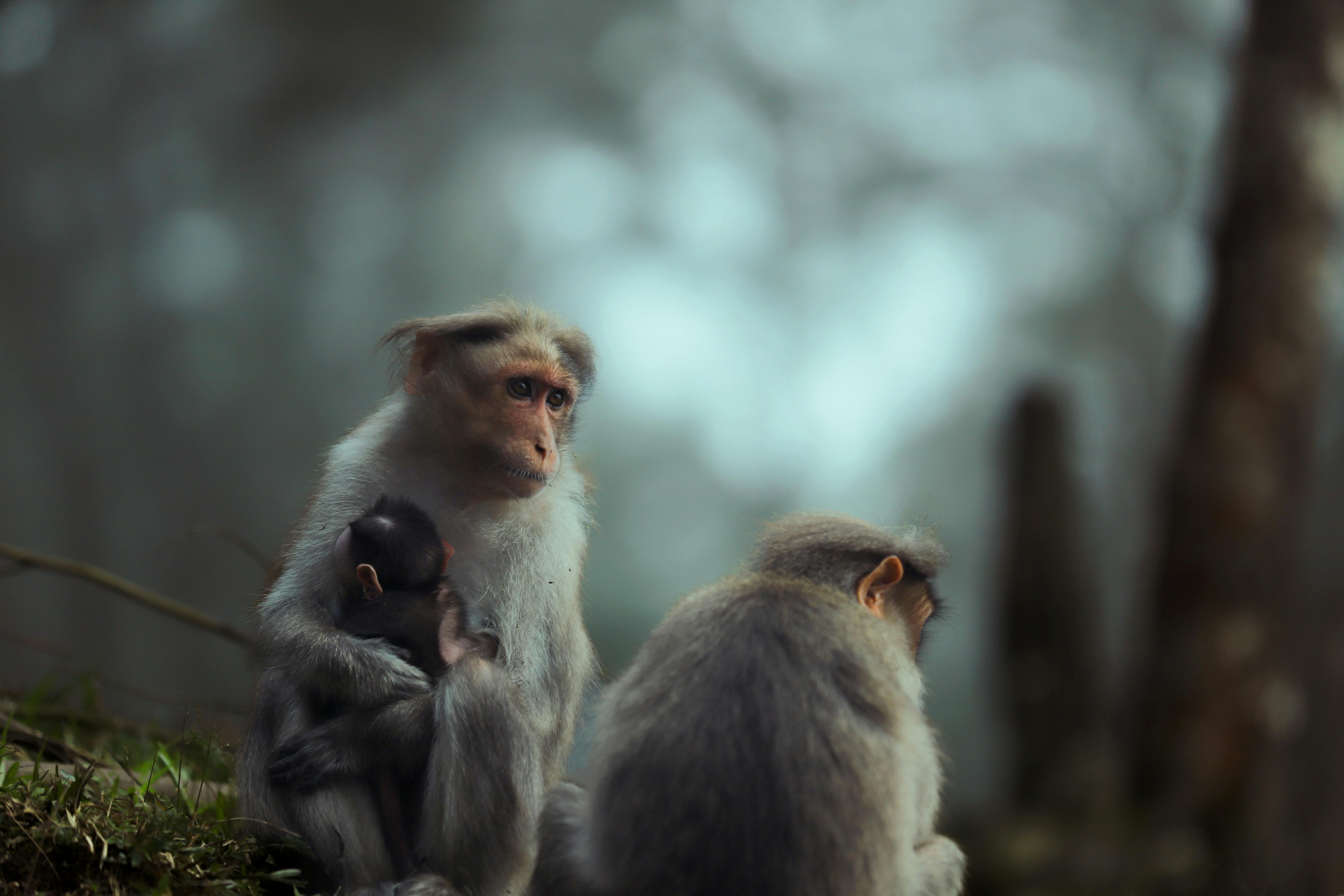 Asian monkey