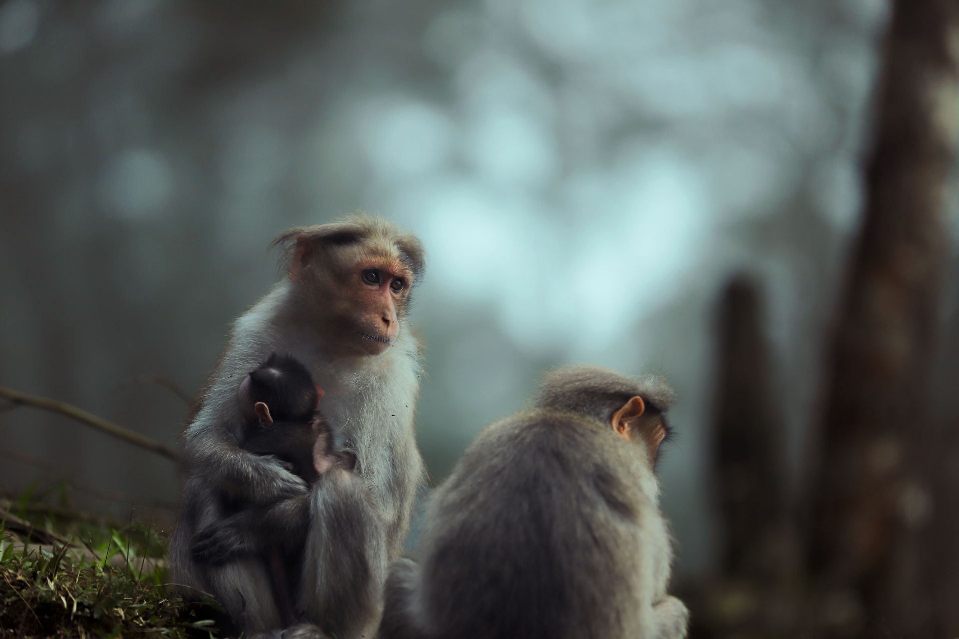 A serene capture of a Bonnet macaque mother caring for her baby in Kodaikanal's lush surroundings.