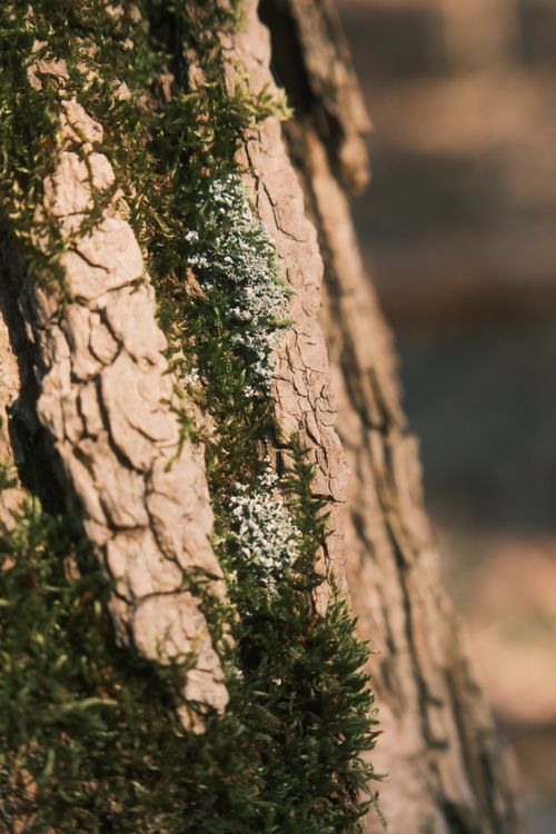 Free Detailed view of moss and lichen on tree bark, highlighting natural textures and symbiotic relationship. Stock Photo