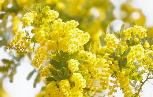 Free Close-up of vibrant yellow acacia flowers in full bloom during springtime. Stock Photo