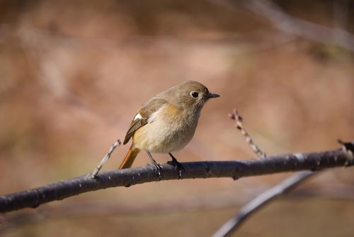 Free A daurian redstart bird rests gracefully on a branch in Japan. Stock Photo
