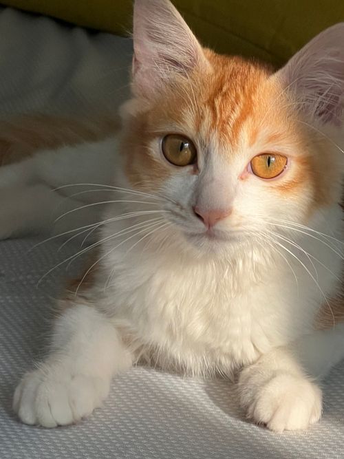 Free Adorable orange and white cat basking in warm sunlight, showcasing striking amber eyes. Stock Photo