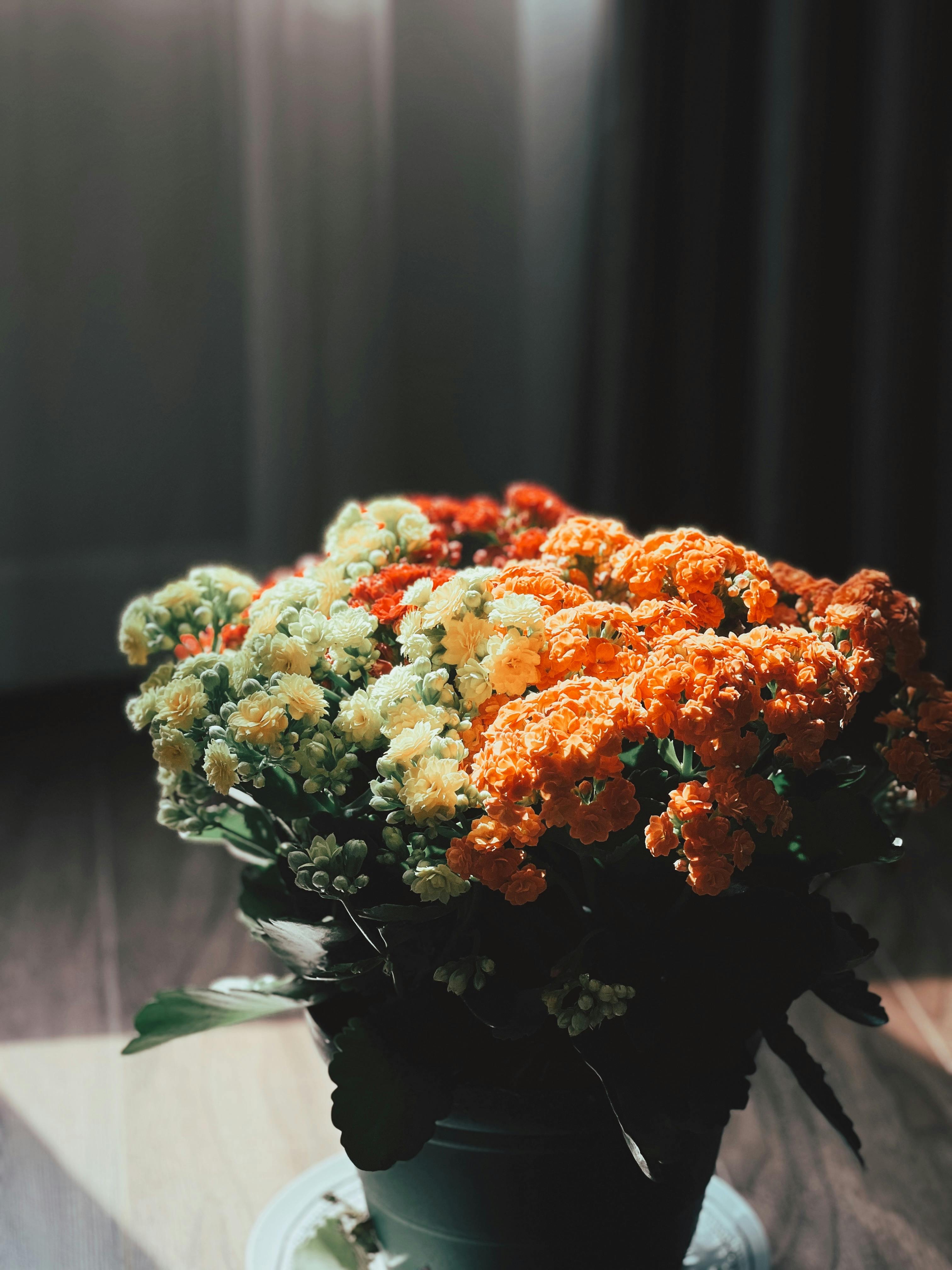 [ColoSach]-vibrant-orange-and-cream-kalanchoe-flowers-basking-in-soft-indoor-sunlight,-creating-a-serene-mood.