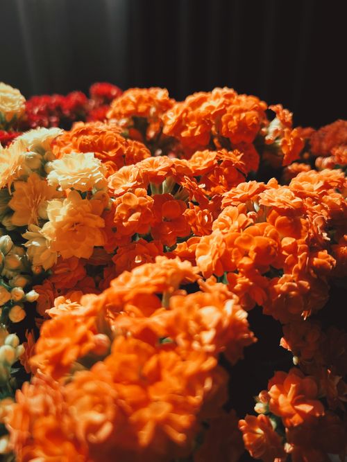 Free A beautiful close-up of bright orange Kalanchoe flowers in bloom, showcasing nature's vivid colors. Stock Photo