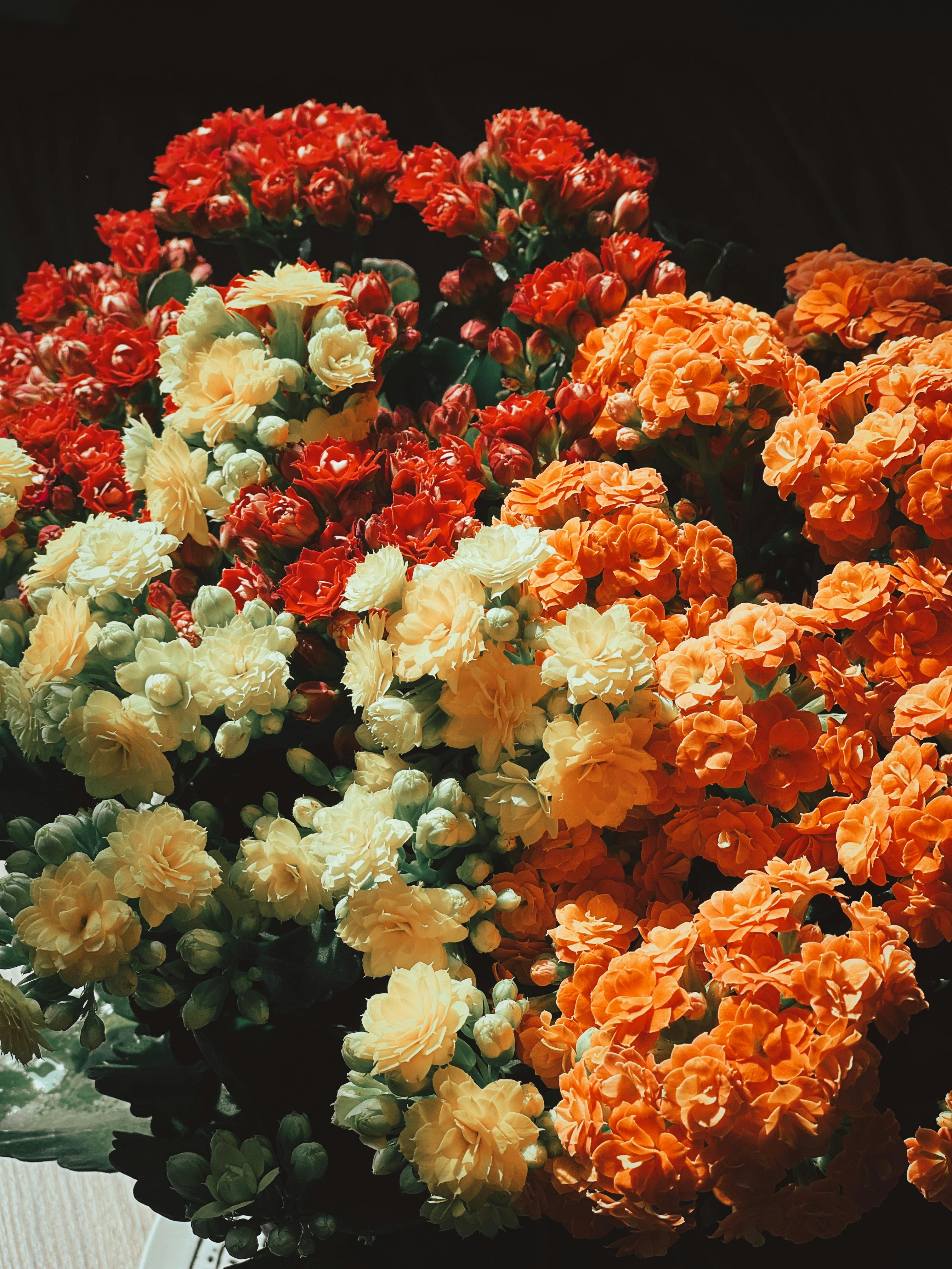 [ColoSach]-a-rich-display-of-red,-orange,-and-white-flowers-creating-a-lively-floral-composition.