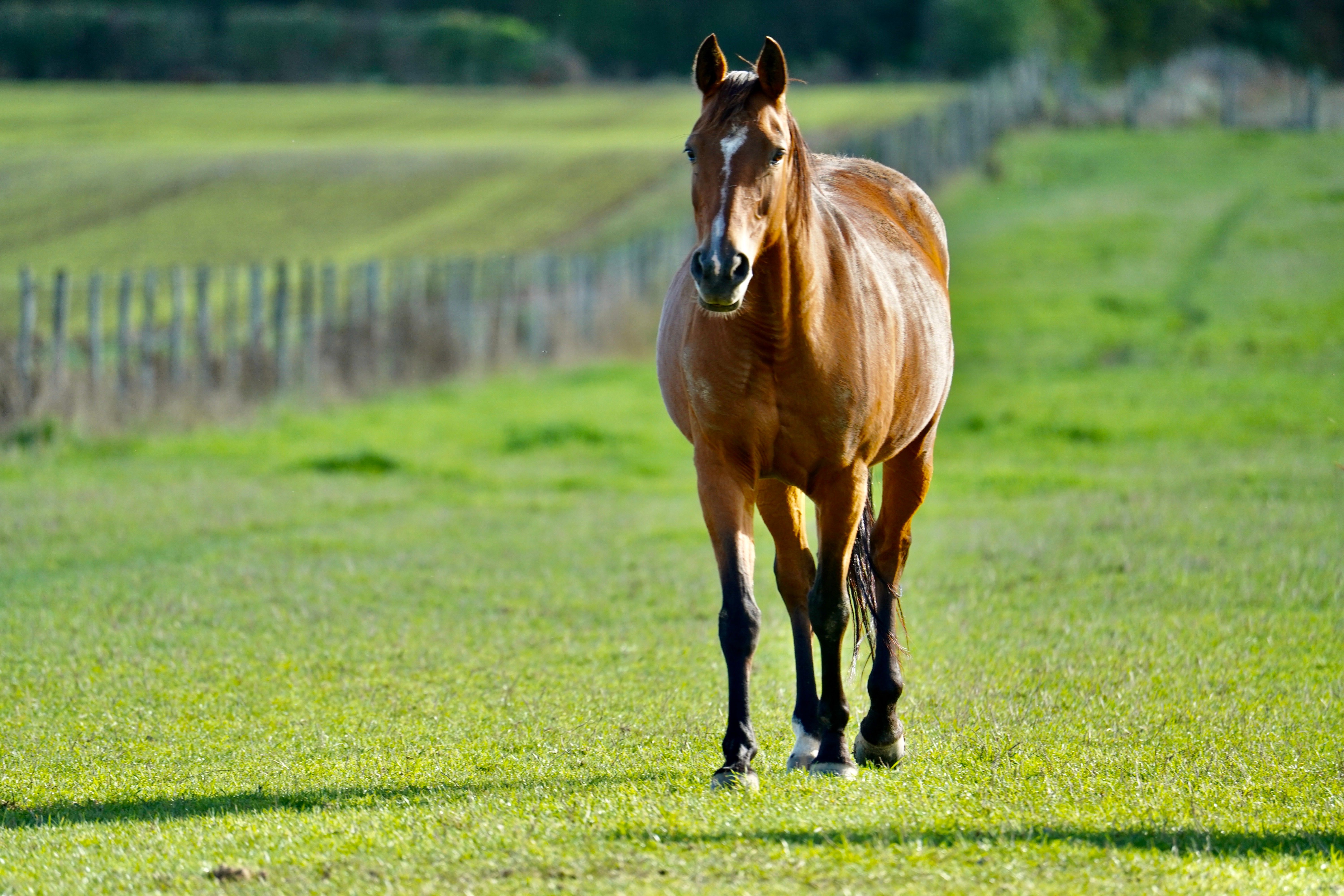 A majestic brown horse walks through a lush green pasture on a sunny day.