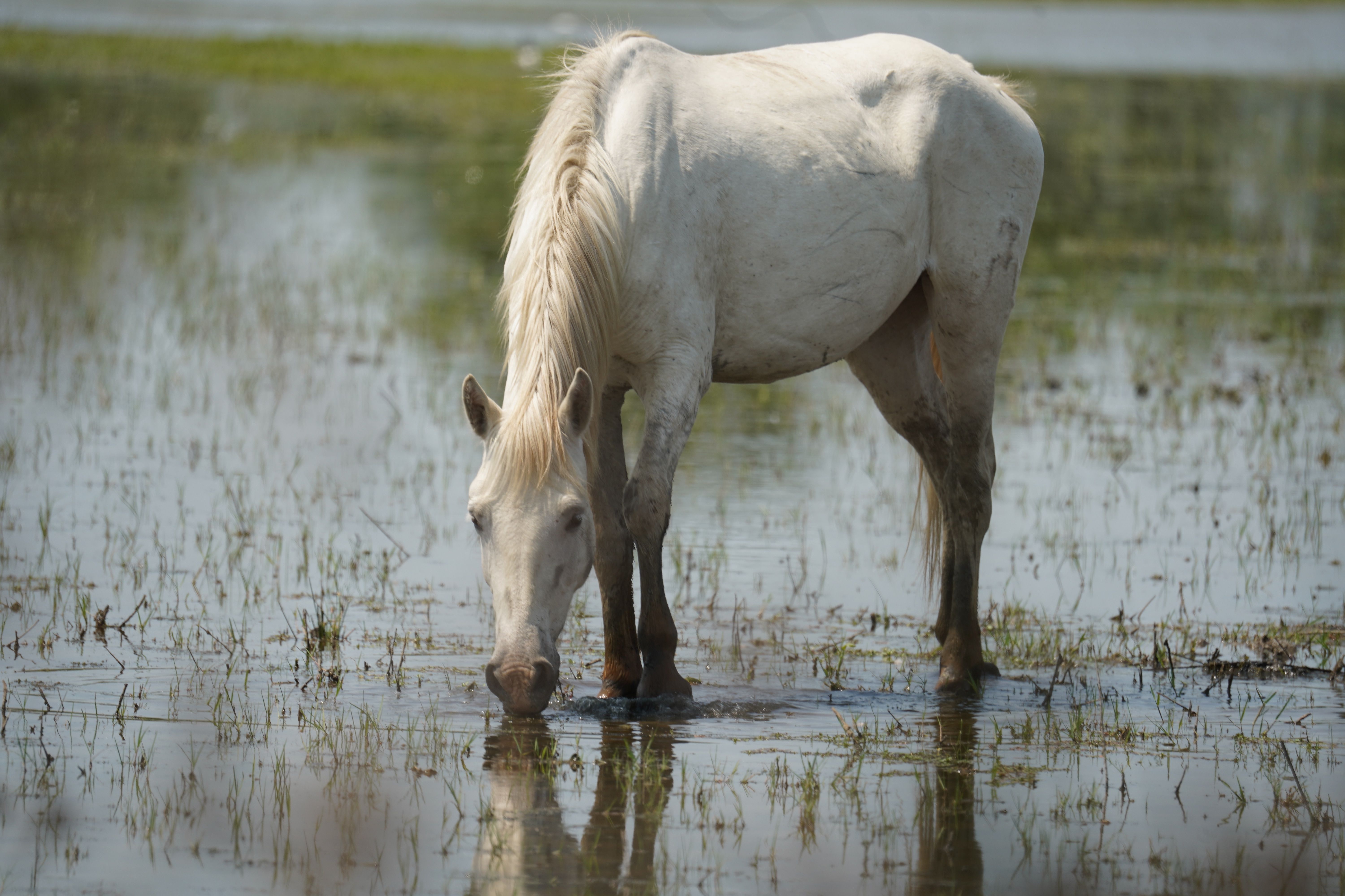 White Horse Grazing in Serene Wetlands · Free Stock Photo