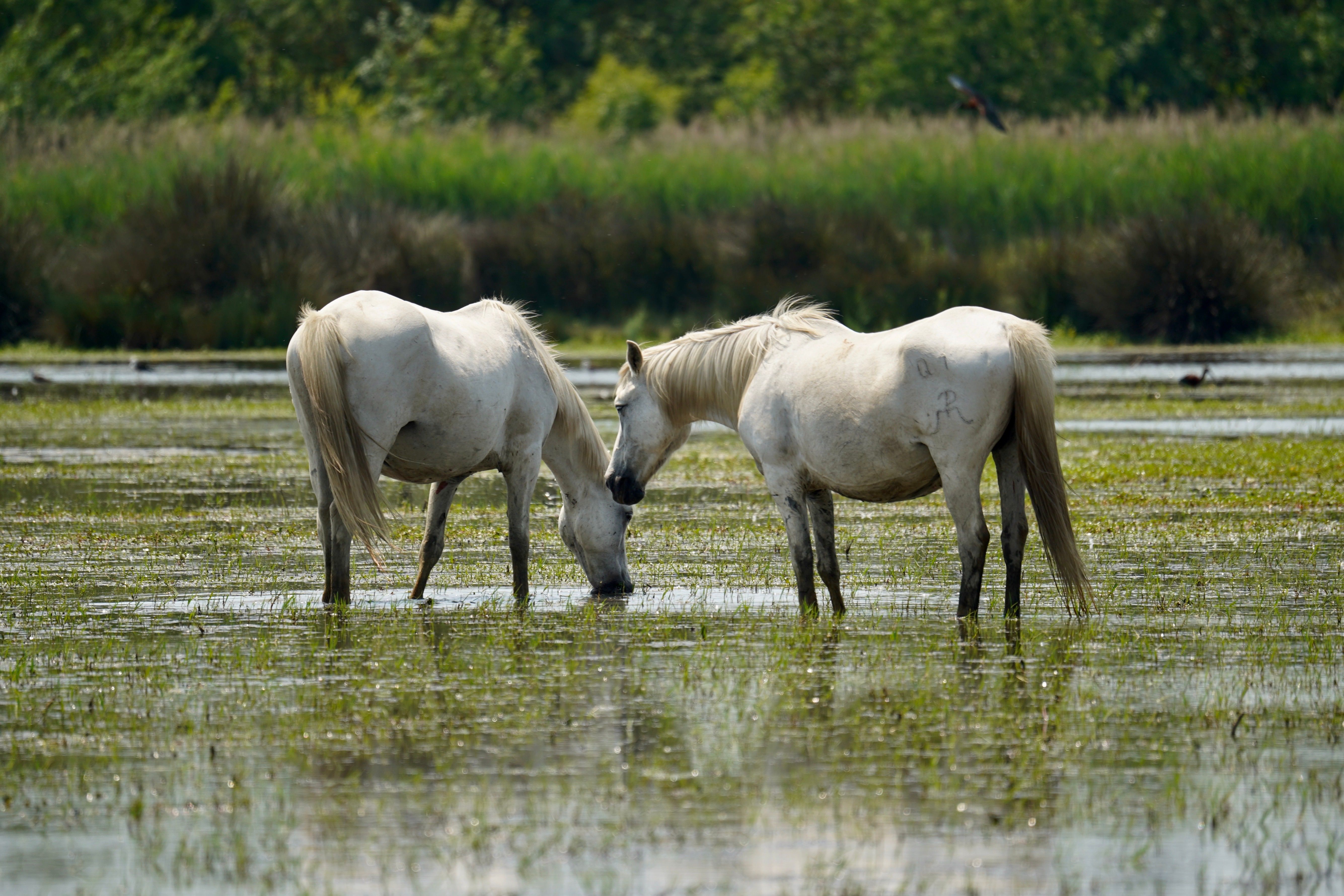 Nuit en mas camarguais au bord des étangs séjour insolite Petite Camargue 